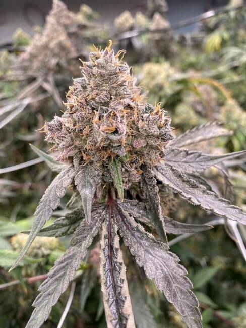 Gummybears-Mosca-1.jpg Mosca Seeds - Gummy Bears Auto Fems