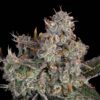 Happy_Valley_Knock_Out-1.jpg Happy Valley Genetics - Knockout Feminized Seeds