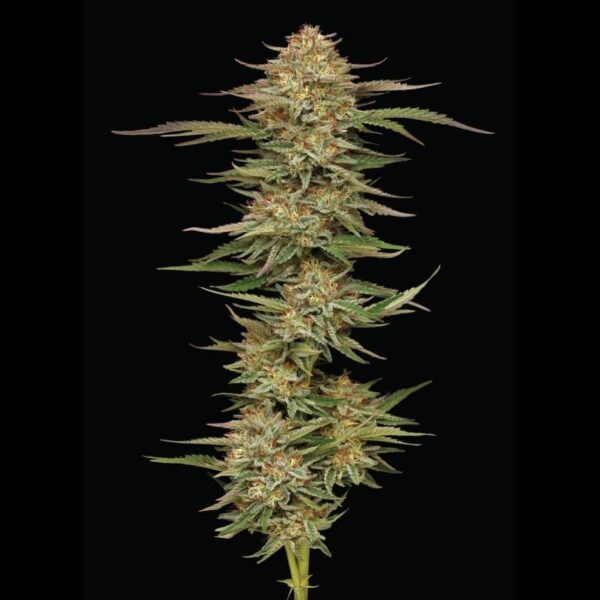 Humboldt Seed Co. - Orange Creampop