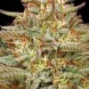 Humboldt Seed Co. - Orange Creampop