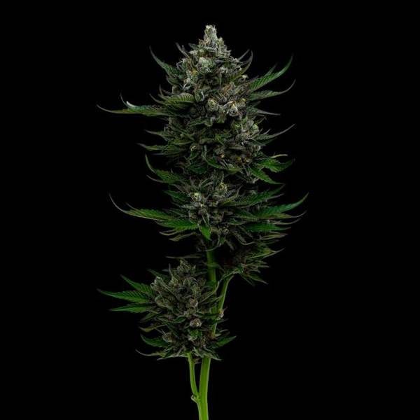 HumboldtALLGasOG-SM-1.jpg Humboldt Seed Company - All Gas OG