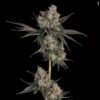 Knock-Out-2-1.jpg Knock Out by Happy Valley Genetics grown out and in flower. Buds are thick.