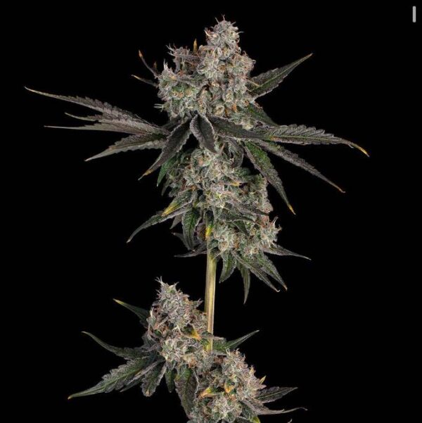 Knock-Out-2-1.jpg Knock Out by Happy Valley Genetics grown out and in flower. Buds are thick.
