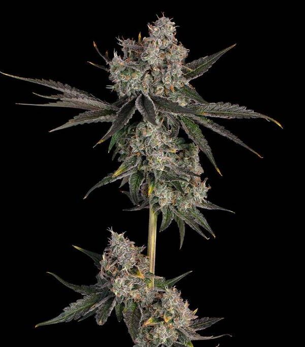 Knock-Out-2-1.jpg Knock Out by Happy Valley Genetics grown out and in flower. Buds are thick.