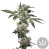 Kongzilla - Elev8 Seeds - Socal Seed Vault Elev8 Seeds - Kongzilla Feminized Seeds