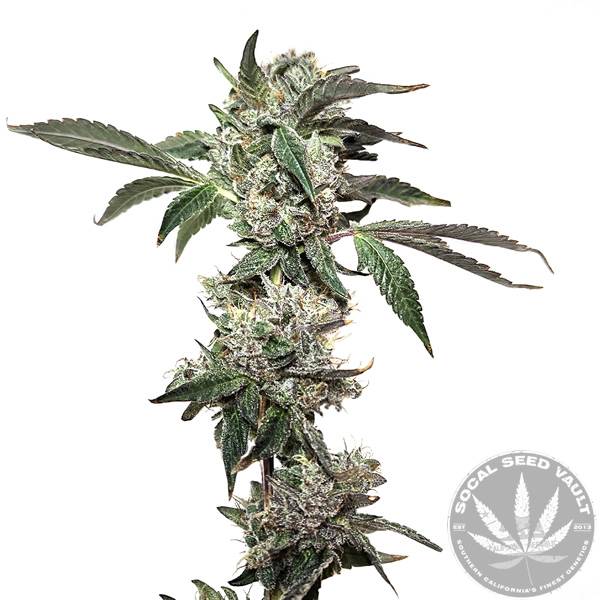 Kongzilla - Elev8 Seeds - Socal Seed Vault Elev8 Seeds - Kongzilla Feminized Seeds