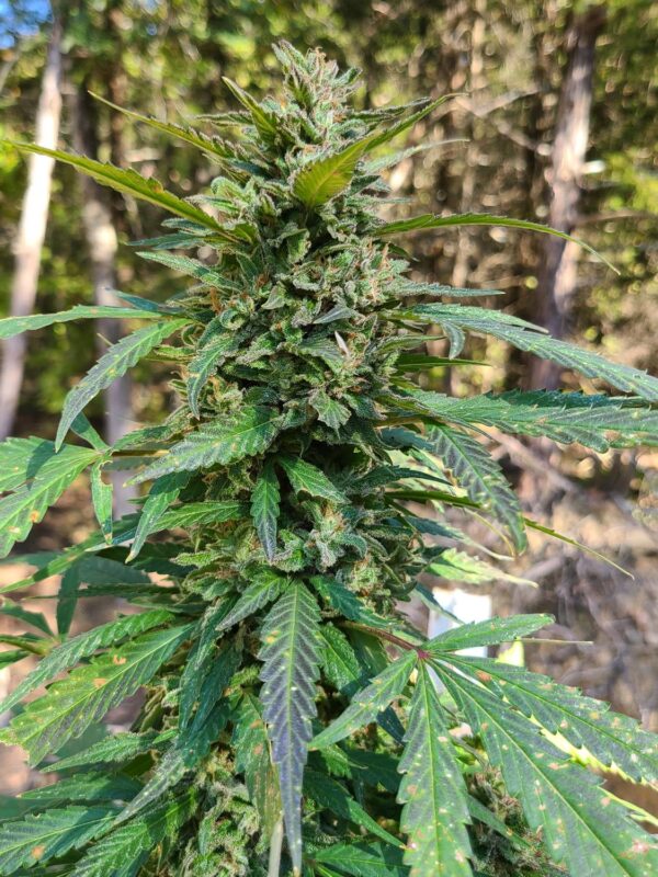 Liquid-Swordz-1.jpg Socal Seed Vault - Swords OG (Beef Supreme Pheno)