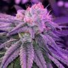 MAC-wood-OG-1.jpg Socal Seed Vault - MAC Wood OG