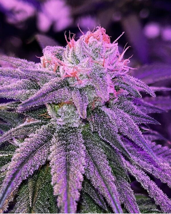 MAC-wood-OG-1.jpg Socal Seed Vault - MAC Wood OG