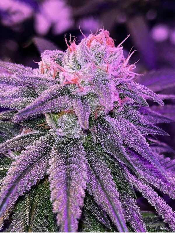 MAC-wood-OG-1.jpg Socal Seed Vault - MAC Wood OG