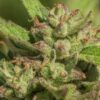 Mendo-Breath-1-1.jpg Atlas Seeds - Mendo Breath - 5 Feminized Seeds