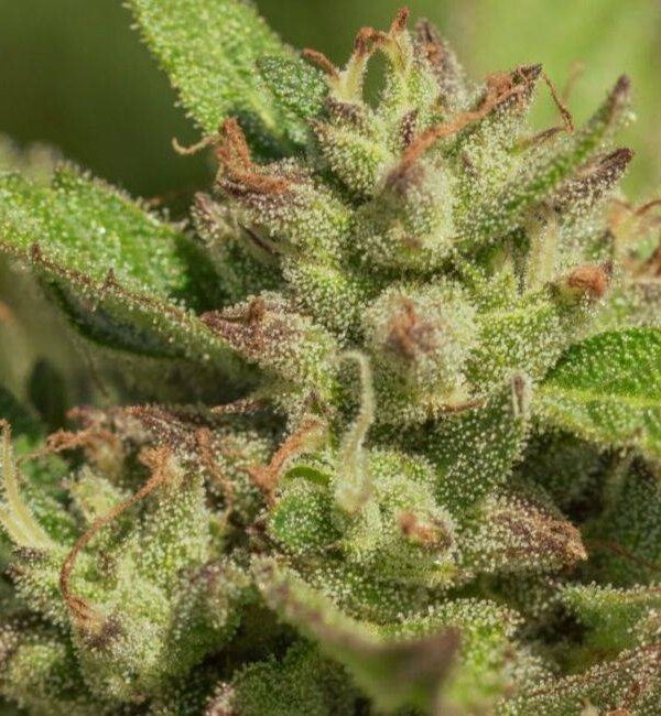 Mendo-Breath-1-1.jpg Atlas Seeds - Mendo Breath - 5 Feminized Seeds