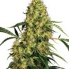 Mexican Sativa Socal Seed Vault Sensi Seeds - Mexican Sativa