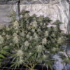 Old School Hash Plant aka Champagne by Alter Ego Genetics all grown out.