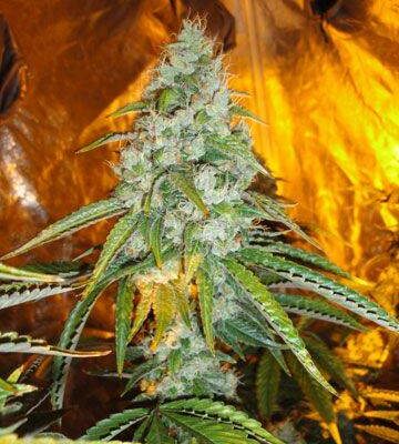 Original-Sour-Diesel-1.jpg The Cali Connection - Sour Diesel