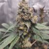 PBB aka Peanut Butter Breath A strain from Socal Seed Vault. It's a cross of Peanut Butter Breath (Feminized) x Exaltation. She turned an amazing color of purple.