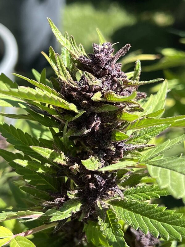 Alter Ego Genetics Purple Gorilla BX3 strain cannabis seeds. Amazing purple color bud shining in the sun. Green lush leaves through out.