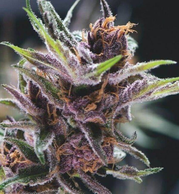 Pyramid-Seeds-Black-Cherry-Punch-1.jpg Pyramid Seeds - Black Cherry Punch