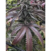 Sharkys_Genetics_Gorilla_Bonkers_2 Sharkys Genetics Gorilla Bonkers grow with a cannabis plant with purple and black leaves.