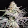 Sherb Cake 2- Elev8 Seeds - Socal Seed Vault Sherbet Cream Cake