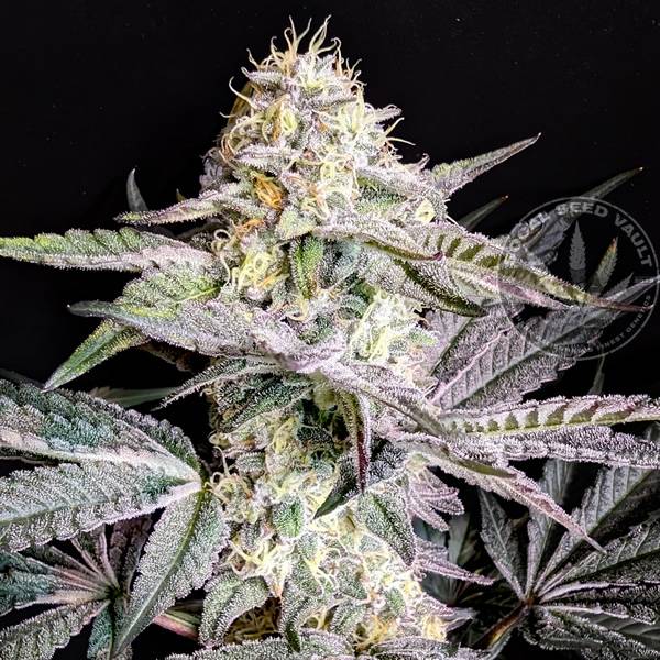 Sherb Cake 2- Elev8 Seeds - Socal Seed Vault Sherbet Cream Cake