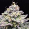 Sherb Cake - Elev8 Seeds - Socal Seed Vault2 Elev8 Seeds - Sherbet Cream Cake Feminised Seeds - 6