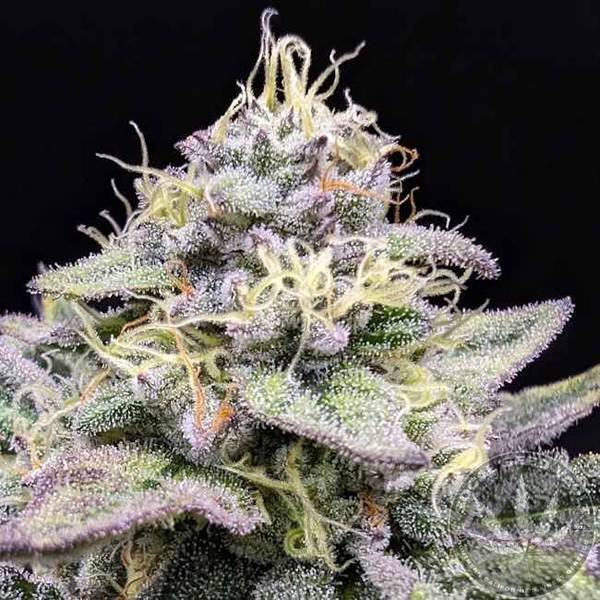 Sherb Cake - Elev8 Seeds - Socal Seed Vault2 Elev8 Seeds - Sherbet Cream Cake Feminised Seeds - 6