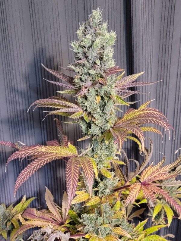 Sour-Cherry-Runtz-1-1.jpg Socal Seed Vault - Sour Cherry Runtz