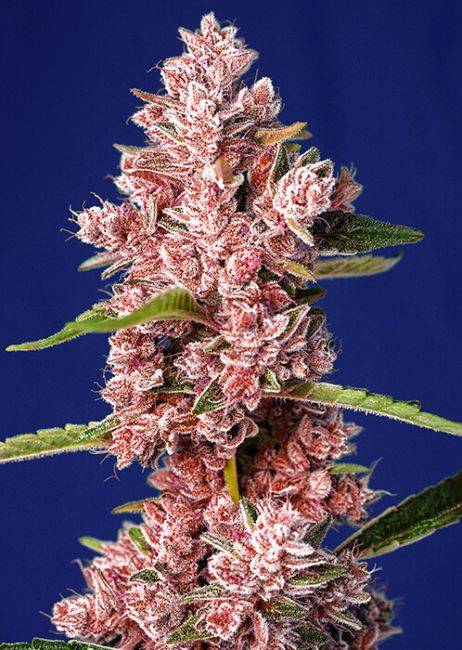 Sweet-Seeds-Tropicanan-Poison-1.jpeg Sweet Seeds - Tropicanna Poison F1 Fast Feminized