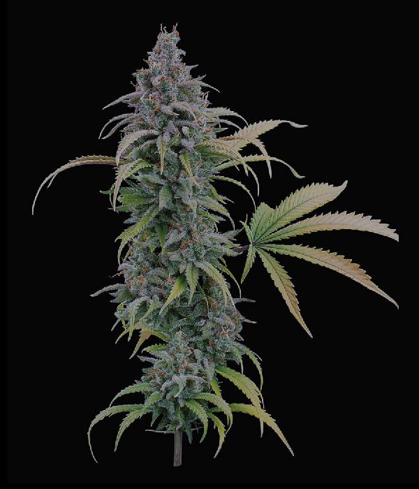 Brothers Grimm - Thai Herer 99