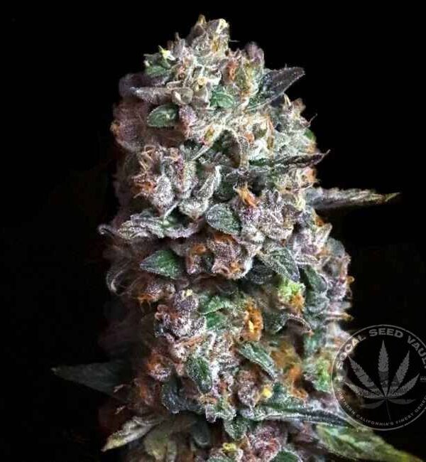 Tropical Gelato x Zoap Elev8 Elev8 Seeds - Pink Slurpee Feminized Seeds