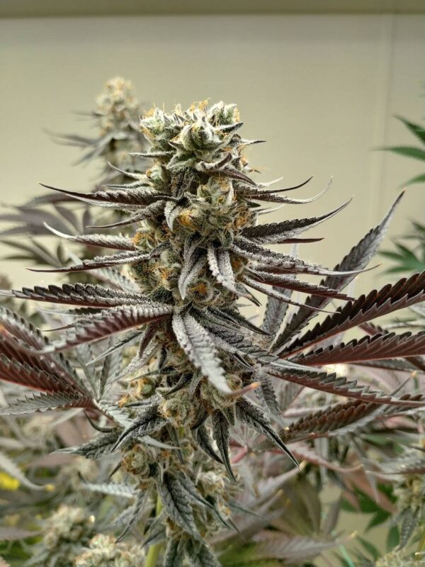 WT-x-GCG-1-1-1.jpg Sharky's Genetics - White Truffle x Gold Ca$h Gold