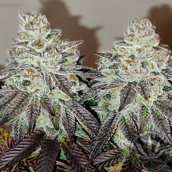 Elev8 - Socal Seed Vault now available the White Stank!