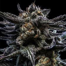 Zombie-Kush-1.jpg Ripper Seeds - Zombie Kush