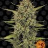 acapulco-gold-Barneys-Farm-1-1.jpg Barney's Farm - Acapulco Gold