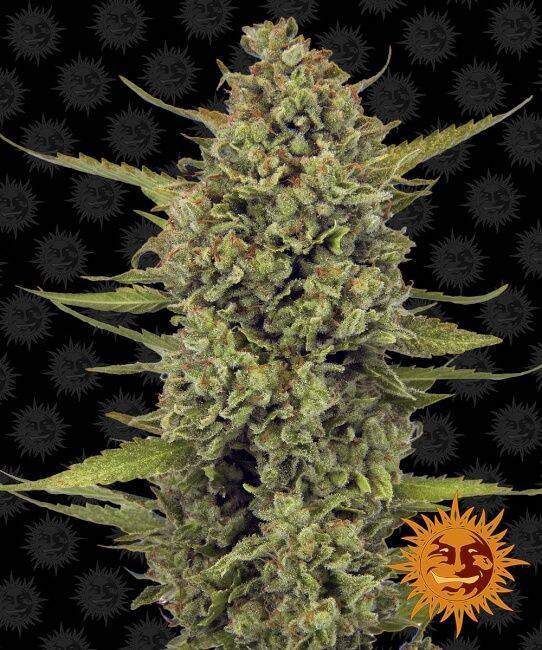 Barney's Farm - Acapulco Gold