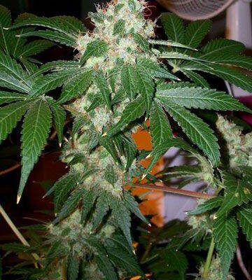 The Cali Connection - Chem Valley Kush Feminized Seeds
