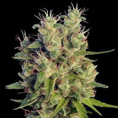 b26cb78e1d9676110e0fa09df4e49dd7e7b8adafe2aa375a4ce02bb7be2a1787.jpeg Ace Seeds - Super Malawi Haze Feminized Seeds