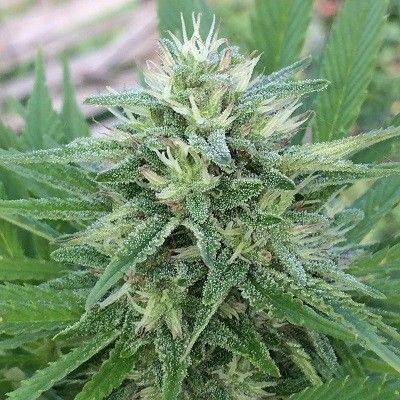 b71b23c95b3963910dbade346d8dbce076849d253bf20b5e4d89b2e46f704995.jpeg Ace Seeds - Panama x Bangi Haze Feminised Seeds