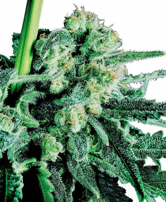 b91154326769d54859a6e45ad353b470a6accbd87526b85307d9b4ae81e6bc1f.jpeg Sensi Skunk Cannabis Seeds by Sensi Seeds 10 Reg pack