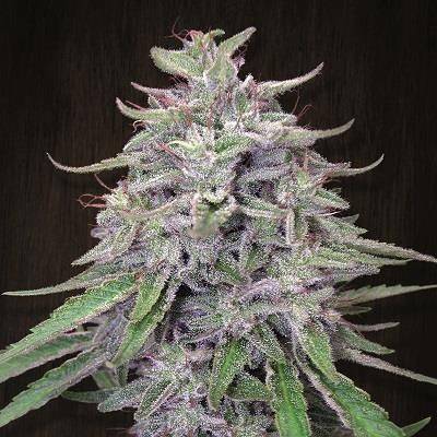 b966f147a26bbe0fbb1cf48a777878a7320022dfee82c5e8bb4e5c79cc2385b1.jpeg Ace Seeds - Bangi Haze Feminized Seeds