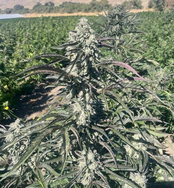 banana-foster.jpg Trilogene Seeds - Banana Foster Feminized Seeds - 5