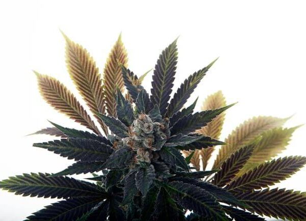 banana-grape-soda-auto-web.jpg Mosca Seeds Banana Grape Soda are not available at Socal Seed Vault. It is the cool picture of a cannabis plant.