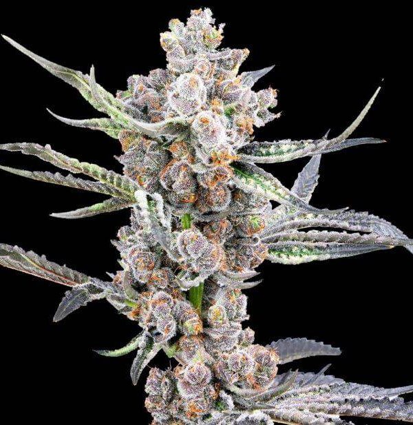 blackout-auto-web.jpg Mosca Seeds - Blackout Auto 5 Feminized Seeds