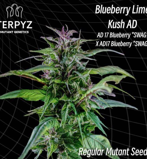 blueberry-lime-kush-ad_1.jpg TerpyZ Mutant Genetics - Blueberry Lime Kush AD 10 Reg Seeds