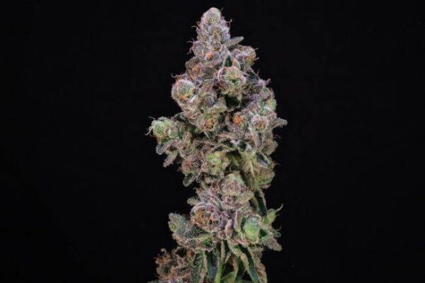 Atlas Seeds - Blueberry Swirl 5 Feminized Seeds
