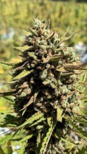 cheesesus-christ-superstar-auto-web.jpg Mosca Seeds - CheeseSus Christ SuperStar Auto Feminized Seeds - 5