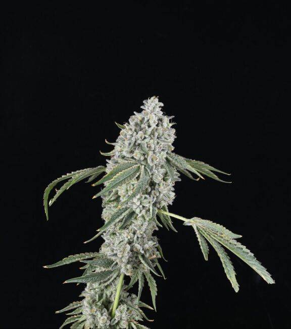 chem-sweat-gelly-auto-web.jpg Mosca Seeds - Chem Sweat Gelly Auto Feminzed Seeds - 5