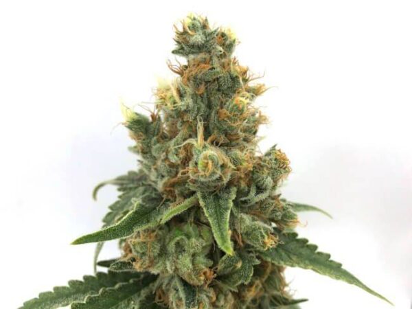 cherry-soda-syrup-auto-web_1.jpg Mosca Seeds - Cherry Soda Syrup Auto 5 Feminized Seeds