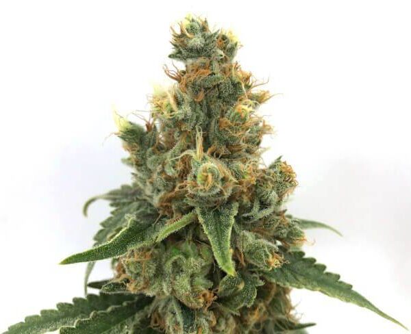 cherry-soda-syrup-auto-web_1.jpg Mosca Seeds - Cherry Soda Syrup Auto 5 Feminized Seeds